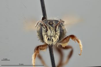 Media type: image;   Entomology 793933 Aspect: head frontal view